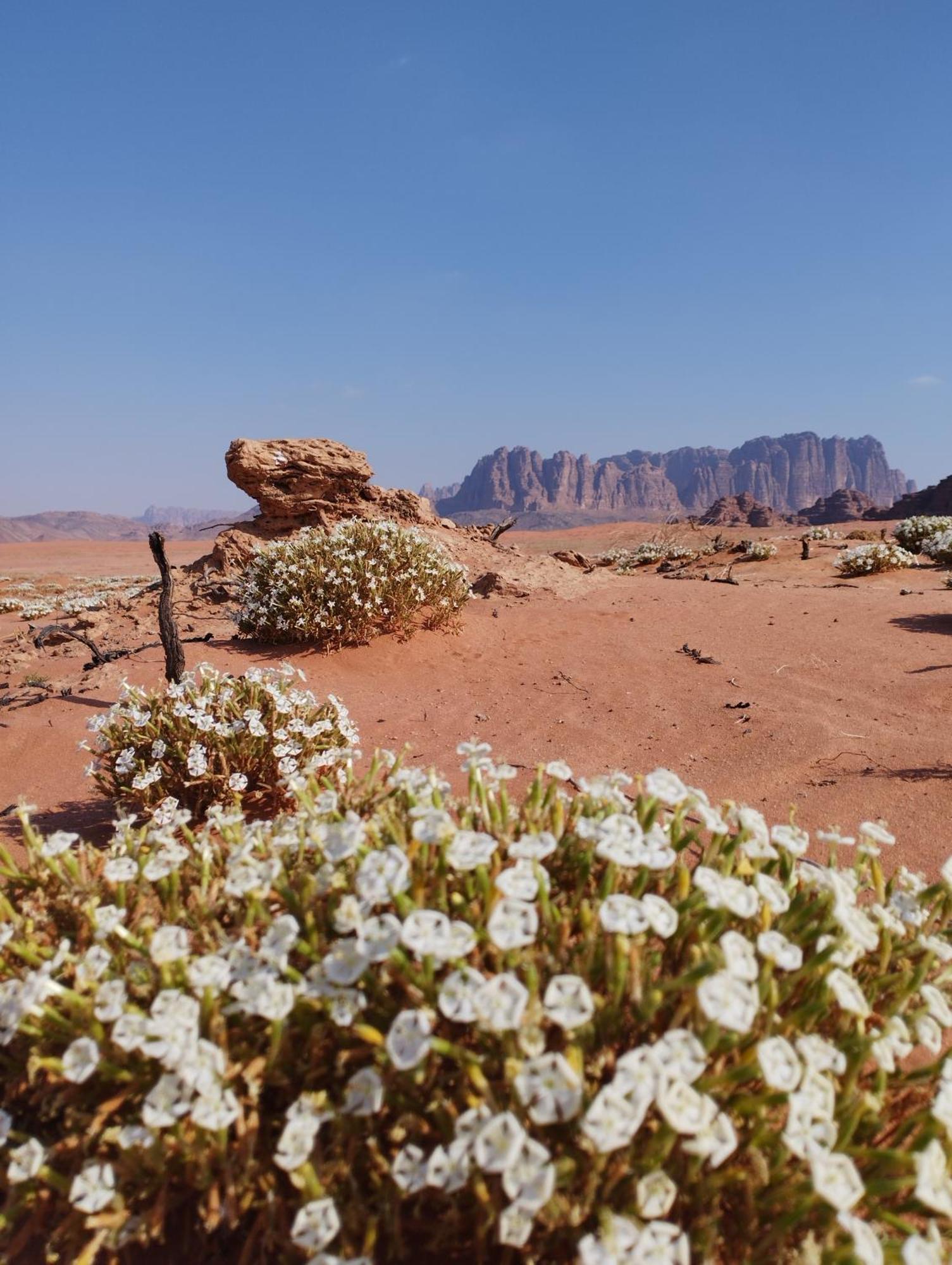 Wadi Rum Sand Delight Camp Ξενοδοχείο Εξωτερικό φωτογραφία